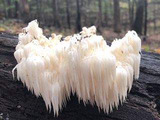 tooth fungus3.jpg